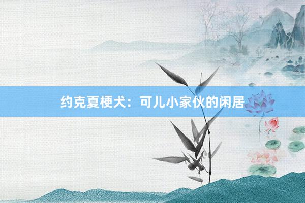 约克夏梗犬:可儿小家伙的闲居